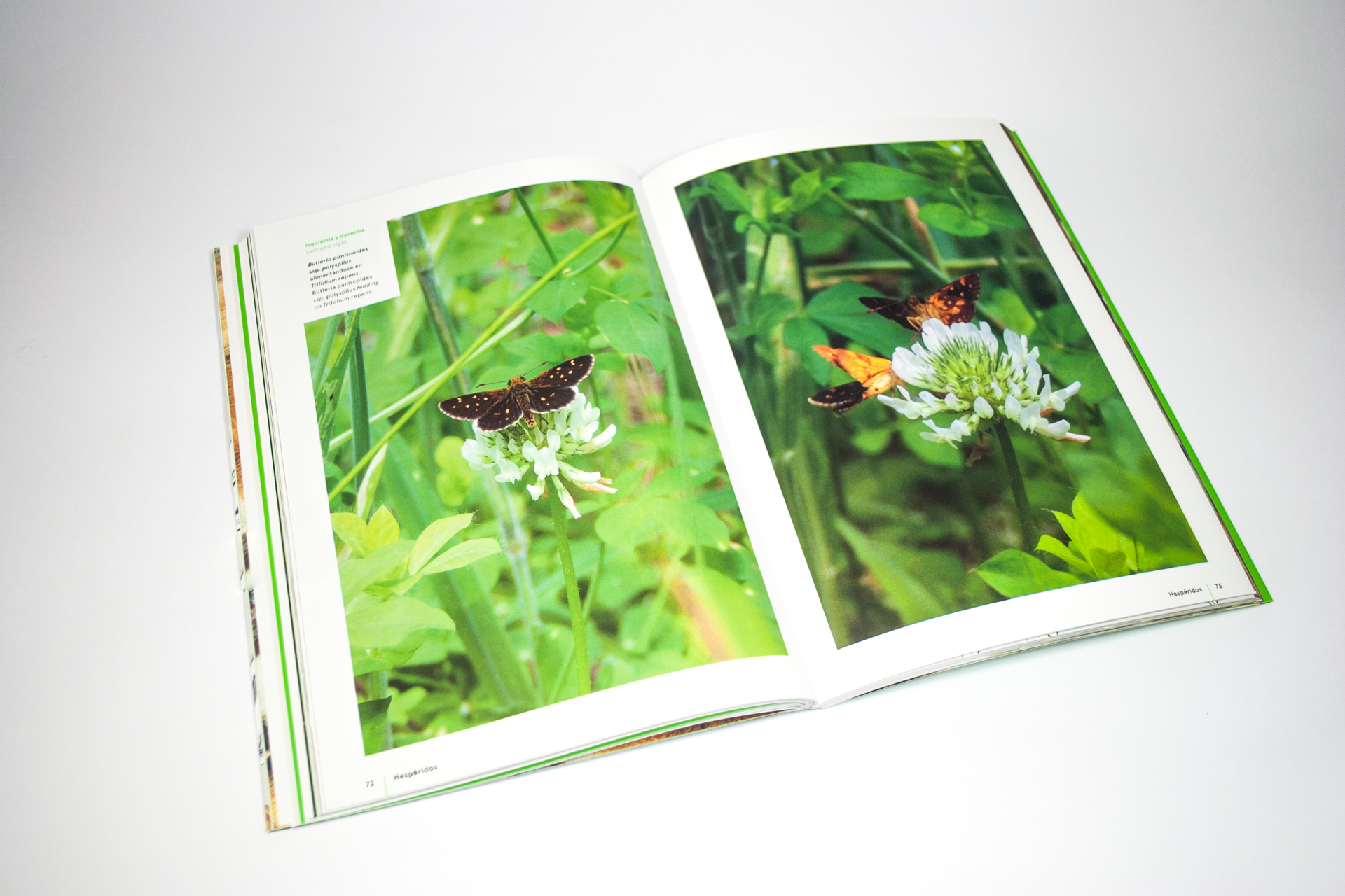 fotografias mariposas libro huilo huilo