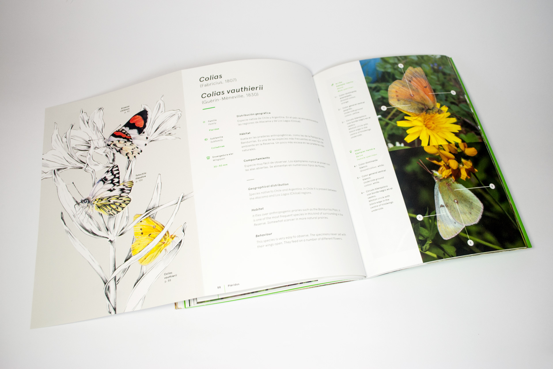 detalle libro mariposas huilo huilo