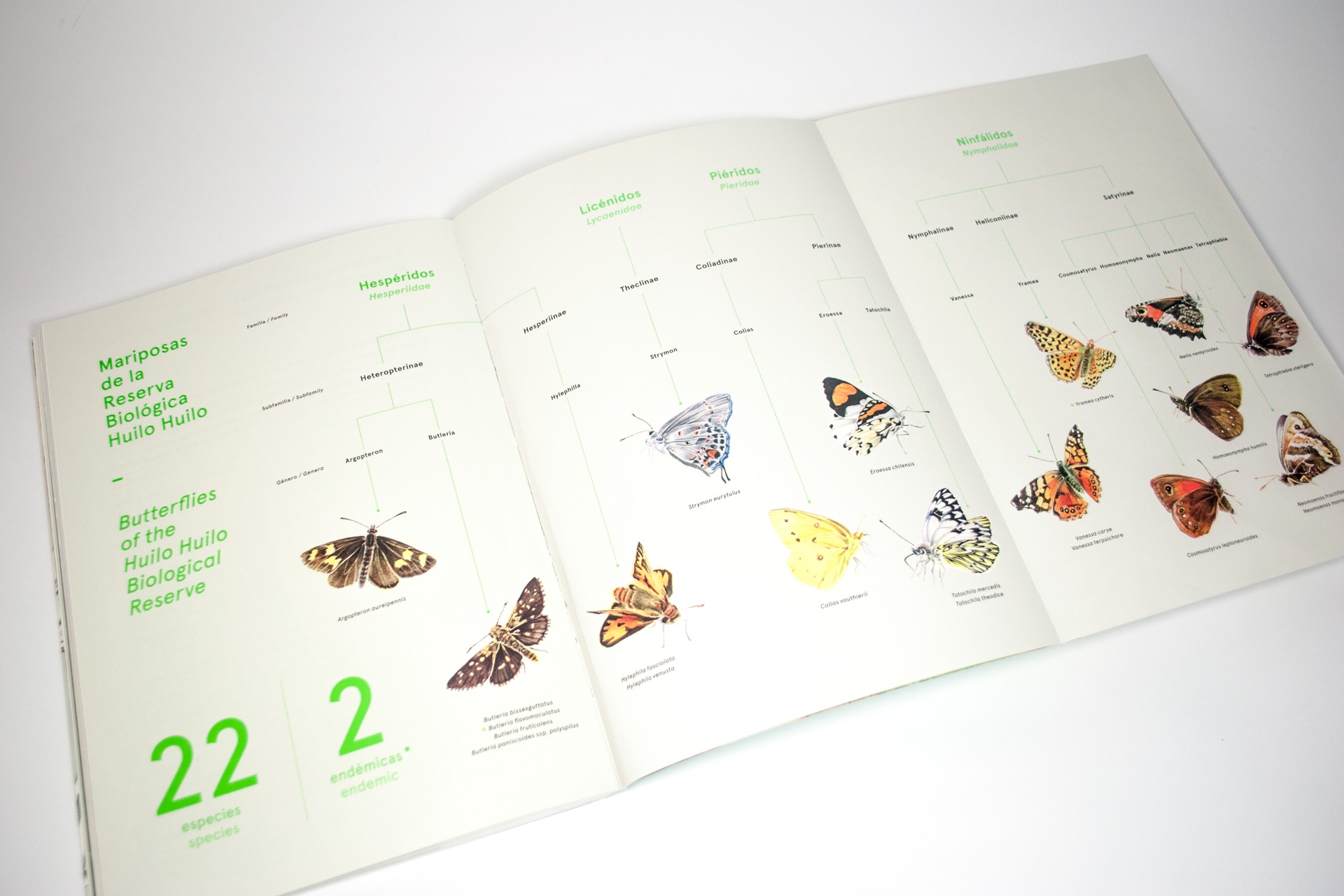 infografia libro mariposas huilo huilo